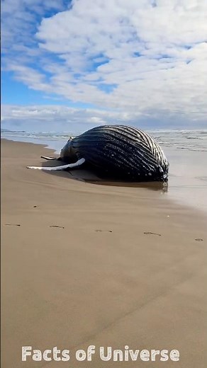 whale exploding on truck 😨 #facts