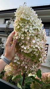 Hortensje Phantom zaczynają nabierać różowych odcieni 💚 ———————————————————— 🤔 Chcesz poznać wszystkie sekrety pielęgnacji hortensji bukietowych na przykładzie Phantom? 🛒 Kup mojego e-booka ‘HORTENSJE PHANTOM’ – w nim 99 stron wiedzy i pięknych zdjęć krok po kroku 🌸 🔗Link w bio! 👉 @kasiagardenlife #ogród #garden #ogrodoweinspiracje #projektogrodu #gardeninspiration #nowoczesnyogród #gardeninspo #ogródmarzeń #Hortensja #hortensje #hortensia #hydrangeas #hydrangea #hortensias #hortensien #hy