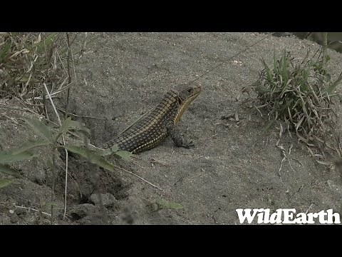 WildEarth - Sunset Safari - 25 July 2023