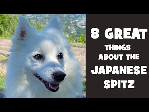 What is so great about the japanese spitz?