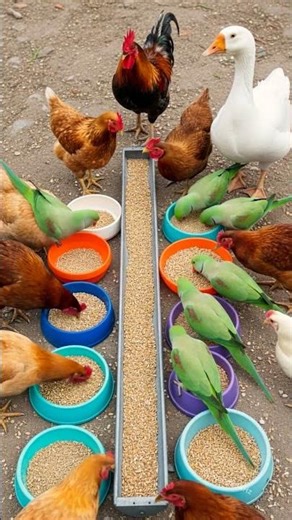 Bird Sound 🐓 Rooster Crows While Colorful Indian Parrots Snatch Food from Chickens 🐓🦜