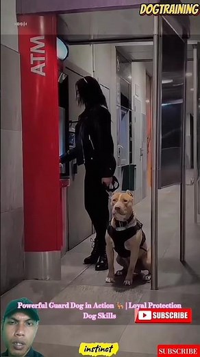 Powerful Guard Dog in Action 🐕‍🦺 | Loyal Protection Dog Skills #canecorso #doglife #americanbully