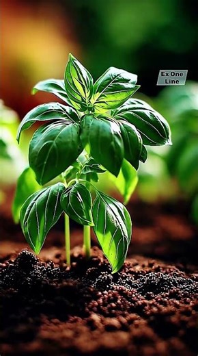 Basil Growth Rooted in Purpose - Timelapse