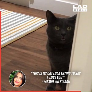 Ever wish your pet could talk? Well these cats can... 😂🐱 | LADbible