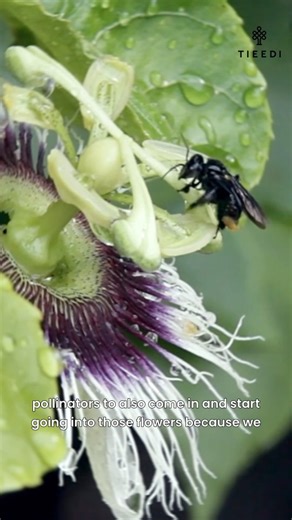 Tieedi Forest Garden on Instagram: "Sometimes Nature needs just a nudge :) #everydayenvironmentalism #passionfruit #naturegram #permaculture #pollinating"