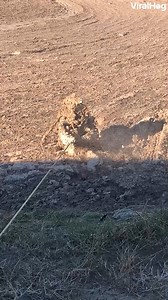 18M views · 140K reactions | Is this the quicksand we were warned about? 錄 #viralhog #creature #paper #pond #dive | ViralHog | Facebook