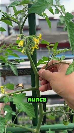 The mistake that leaves you without tomatoes (Learn how to prune) 🍅