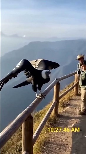 Condor Lands on Cliff Path Rail - Guide's Silent Signal Preserves Moment