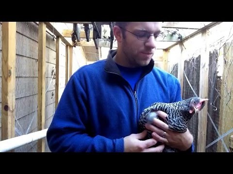 Checking a Chicken's Crop