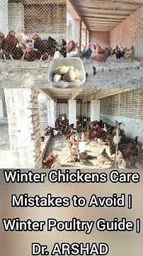 Winter Chickens Care Mistakes to Avoid | Winter Poultry Guide | Poultry Farming in Winter