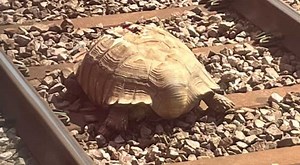 Huge tortoise on railway track blocks trains in UK