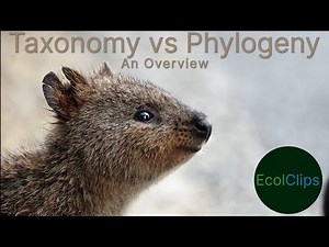 Taxonomy vs Phylogeny: Kangaroos as an example | EcolClips