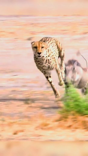 Cheetah: The Fastest Land Animal in the World