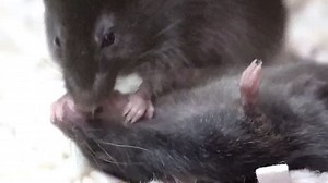 Mouse-to-mouse resuscitation! Watch the incredible moment a rodent gives 'first aid' to an unconscious companion