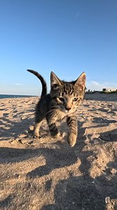 Training for the Cat-lympics: beach sprint edition 🐾🥇 #meow #catvideos #catsoffacebook | TropiCats
