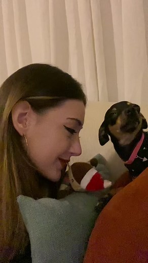 Kiss Time 2 💋 #kiss #life #pinscher #pinscherbrasil #pinschermini #köpek #hayvansevgisi #animal #animals #pet #pets #pinçır #dog #dogs #şivava #cute #puppy #keşfet #keşfetbeniöneçıkar #chihuahua