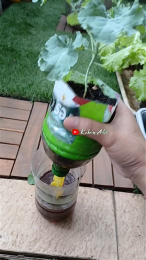 Don’t Throw Away Those Plastic Bottles! ♻️ DIY Self-Watering Planter