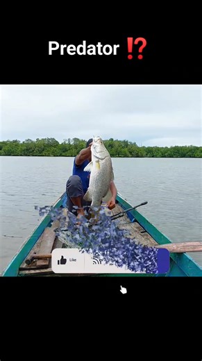51K views · 937 reactions | Predator Strike at the River Mouth! | Roy Fishing Berau | Facebook