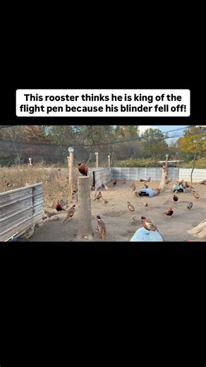 5.7K views | We have plenty of pheasants who think they are king of the hill! Reach out to us if you are looking to purchase birds! #triplebpheasants #pheasanthunting #uplandhunting #uplandbirdhunting #pheasantshooting #uplandhuntinglife #ringneckpheasant | Triple B Pheasants | Facebook