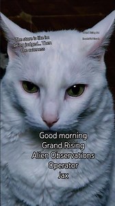 interested Kitten.. or Alien Observations Operator #goodmorning #cats #pinkfloyd #aliens #catshorts