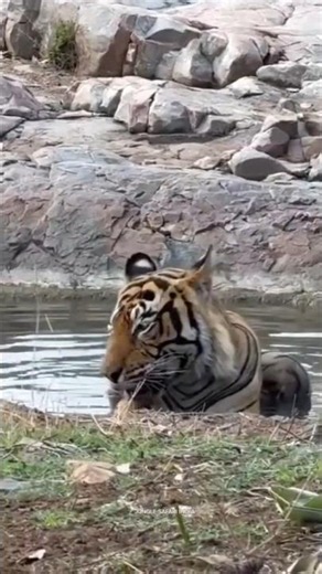 🐅 The Ultimate Wildlife Adventure | Jungle Safari India 🌿🇮🇳