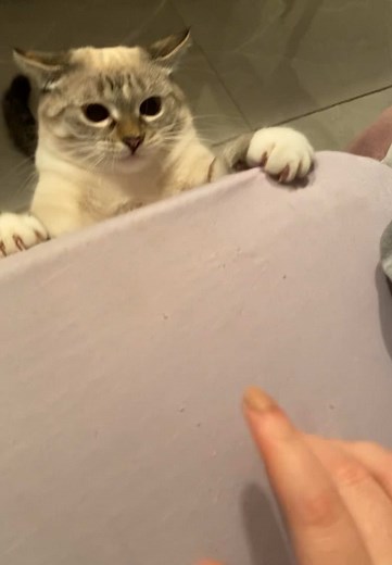 Understanding Cats: Fun Facts and Behaviors