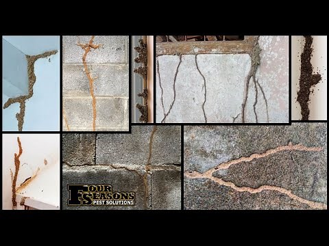 How to Identify Termite Mud Tubes in Your Kentucky Hone