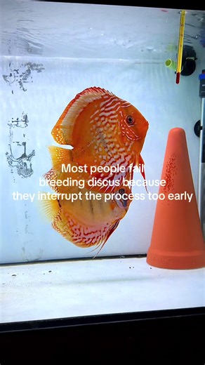Most pairs don’t fail. They just need time to learn. Each spawn builds coordination, protection instinct, and parenting behavior. If you respect the process instead of rushing to intervene, results improve naturally with every attempt. Patience creates better parents. #discus #fish #breeding #aquarium #tank