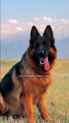 German Shepherd