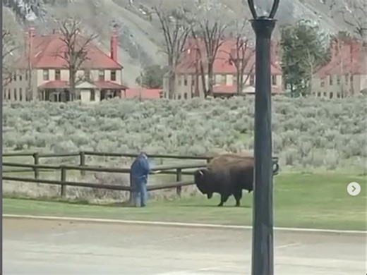 "Baby Don't Get Hooked on Me" 😁 | All About Bison