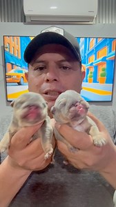 Estamos en busca de nuestro nuevo macho y estamos en un dilema 🤔 Uno de estos 2 machos será el elegido y que creen? Ya tiene nombre , Le vamos a llamar 🇲🇽Archivaldo🇲🇽 Obviamente hijo de 🇬🇧Voodoo🇬🇧 Les mostraremos el desarrollo de ambos y haber cual gana CASADOBULLS de México 🇲🇽 para el Mundo 🌎 | Eloy Casado