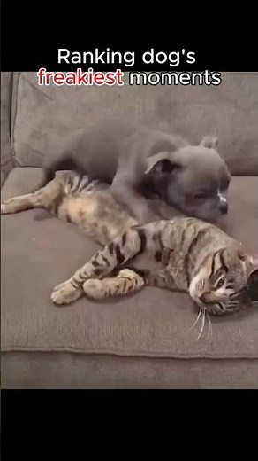Ranking dog's freakiest moments #dog #funny #petsrule #foryou #petsunited #animals #petshorts