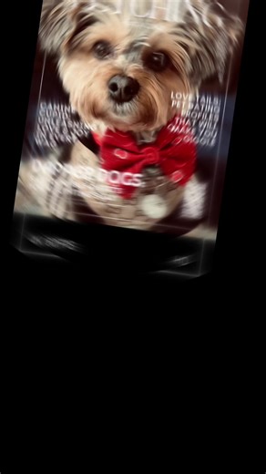 Meet Buddha, the enchanting 8-year-old Yorkie Bichon, a petite 4.4 kilograms of pure joy. This vibrant pup is a beacon of happiness, finding his greatest pleasure in forging new friendships and embarking on exciting city escapades. Buddha's infectious happiness is truly contagious. His playful spirit and friendly demeanor make him a magnet for both two-legged and four-legged companions alike. Whether he's exchanging sniffs in the park or engaging in cheerful tail wags with passersby, Buddha's so