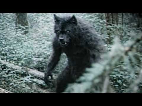 What DOGMAN Really Is...The Unbelievable New WEREWOLF Footage Confirms The Myth Is True!