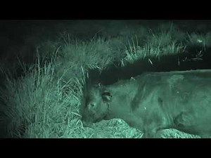 Vampire bats feeding on cows