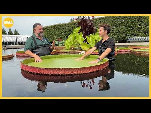 Social media's favorite giant lily pad weigh-off