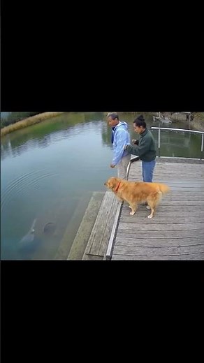 Electric Ray at the Pier — Retriever Shields, Safe Walk‑Back | AI Dock Cam