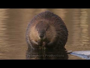 American Beaver in 4k | 3-Minute Wildlife Short