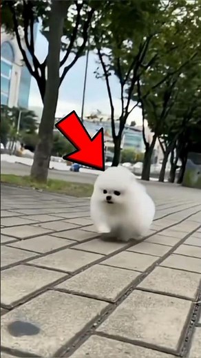 Top 5 Cutest Dogs in the World 🐾😍 | You Won’t Resist #2!