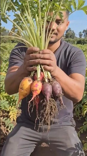 Oca Tuber Growing Process 🥔🌱 | Rare Andean Crop