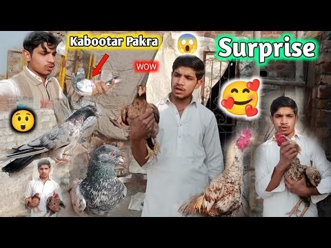 Aseel Murga Murgi Gift Mila ☺️