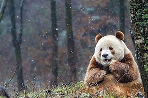 Meet the only brown panda in the world