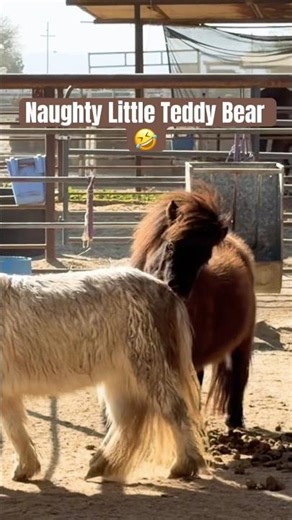 My little mini horse, Teddy Bear, is so annoying to Belle! #horsetherapy #minihorse #equinetherapy
