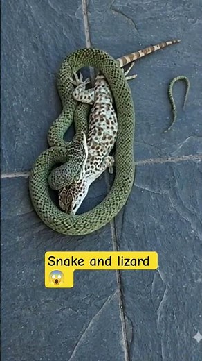 Snake vs Lizard | Intense Survival Fight in the Wild | Nature Documentary