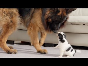 German Shepherd Tries to Comfort Crying Puppy