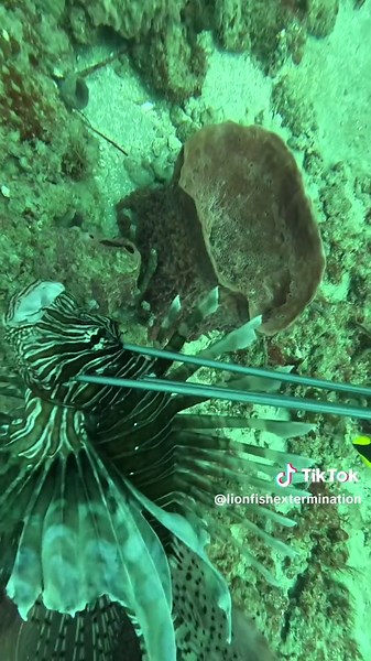 Lobster bags, lobster traps, and lobsters! And not to mention a whole bunch of Lionfish! Join us on this groovy double dive after these invasive critters! #lionfishextermination #showusyourzk #lionfishguy #nonprofitorganization #floridaman #lionfishvideo #nature #discoverychannel #invasivelionfish #gopro #lionfish #epicdive #carribeandiving
