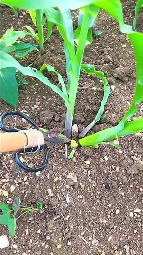 トウモロコシ脇芽を素早く切る農業専用カッター