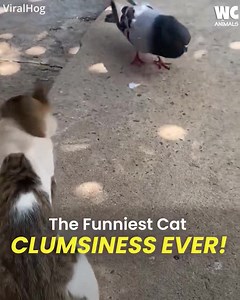 The funniest cats ever 😂 | Watercooler Animals