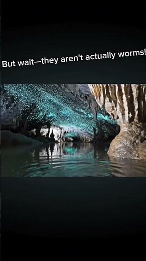 Inside New Zealands Famous Glowworm Caves #cave
