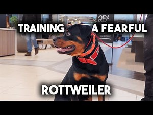 Tips and tricks for Training Fearful Dogs